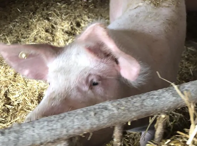 Restaurant Zum Schwanen